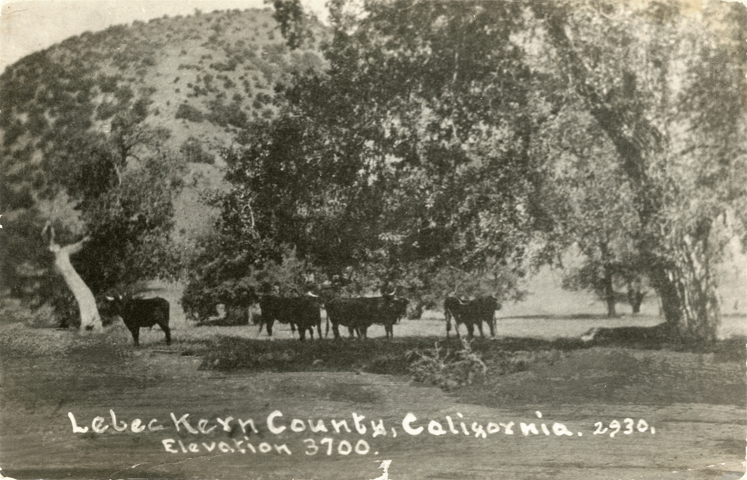 LW3001 Lebec Cattle Grazing in Lebec, 19171919