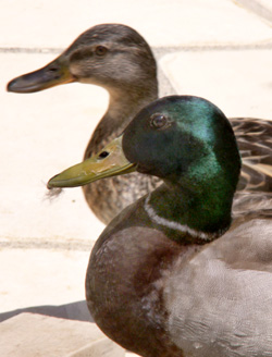 ducks